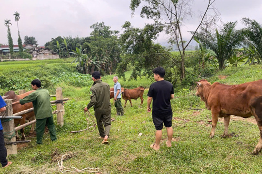 Chủ động phòng, chống bệnh lở mồm long móng trên đàn vật nuôi – Không chủ quan trước nguy cơ dịch bệnh xâm nhập