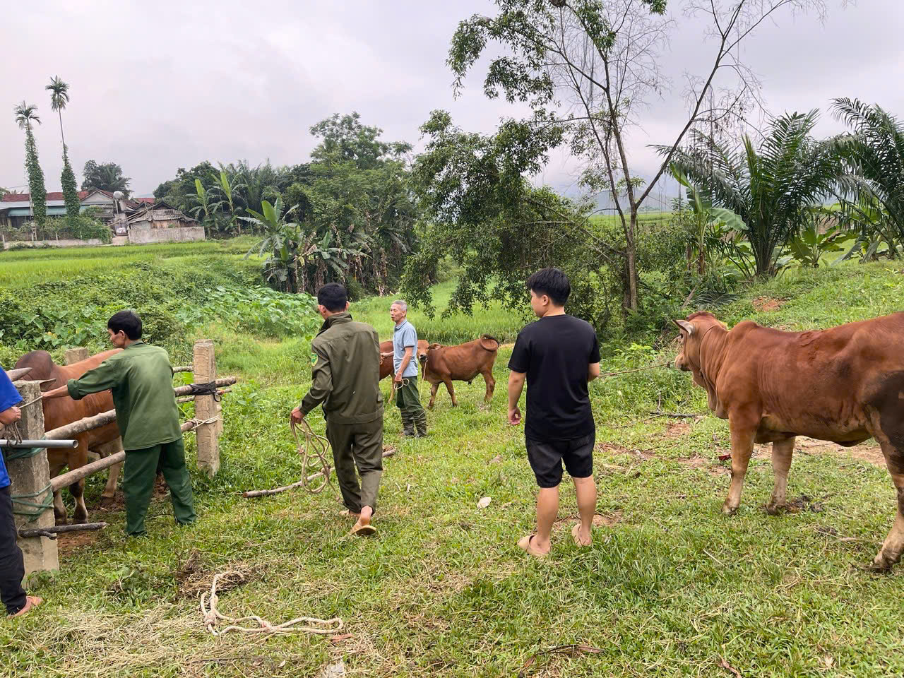 Chủ động phòng, chống bệnh lở mồm long móng trên đàn vật nuôi – Không chủ quan trước nguy cơ dịch bệnh xâm nhập